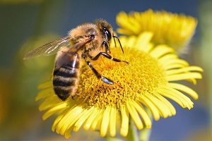 Temps Différenciés « un toit pour les abeilles »